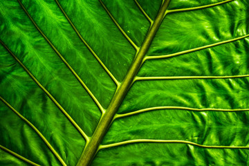 Close up exotic tropical leaf