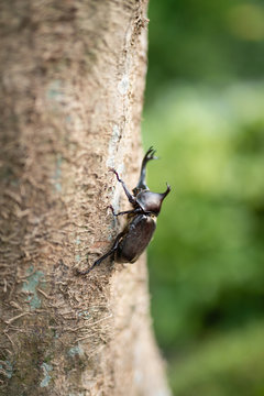 カブト虫
