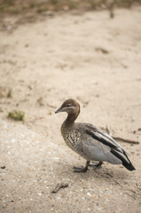 Wild duck in Australia