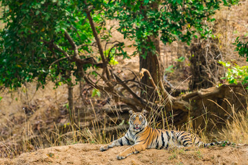 Naklejka na ściany i meble A female tiger cub resting in nature at bandhavgarh national park