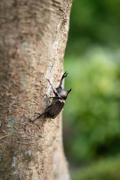カブト虫
