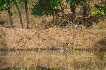 A beautiful tiger cub resting at bandhavgarh national park