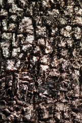Close up abstract tree bark texture background