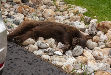 A bear sleeping by the driveway