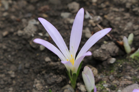 "False Meadow Saffron" flower (or Irrlichtblume) in St. Gallen, Switzerland. Its Latin name is Merendera Pyrenaica (Syn Colchicum Montanum), native to Pyrenees.