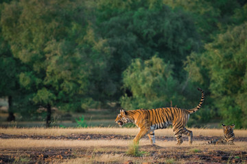 Obraz na płótnie Canvas A charge by tigress at Ranthamore National Park