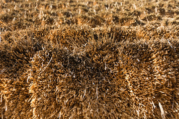 The thatched roof is laid by armfuls of straw alternately by birth. An ancient technology of roofing in rural areas. Poland Opole