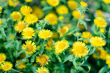 Yellow field flowers
