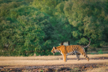 Fototapeta na wymiar A charge by tigress at Ranthamore National Park