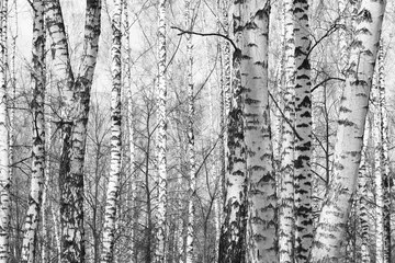 Papier Peint photo Lavable Bouleau Black and white photo of black and white birches in birch grove with birch bark between other birches
