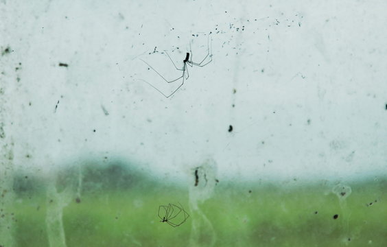 pholcidae spider hanging on net in front of glass window in home