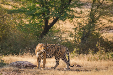 Fototapeta na wymiar A tiger from dry hill forest Ranthambore National Park