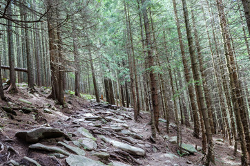path of stone steps in a dense forest