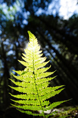 fern leaf with sunlight on a background of a dark forest