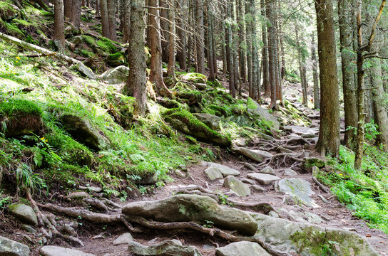 Fototapeta path of stone steps in a dense forest