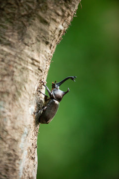 カブト虫
