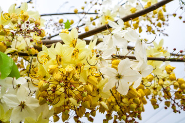 Cassia hybrid flower has white and yellow color