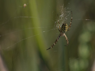 Araignée