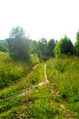 beautiful field landscape