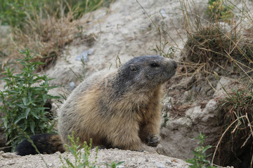 portrait d'une marmotte dans les alpes en france