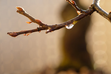 Ast mit Knospen und Wassertropfen im Gegenlicht