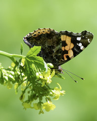 A closeup photography of a brown butterfly on small yellow flowers
