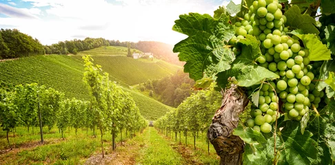 Papier Peint photo autocollant Vignoble Vignobles avec vigne et cave le long de la route des vins dans le soleil du soir, Autriche Europe