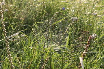 Obraz premium Grass grows in a meadow