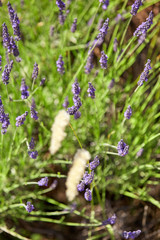 Lavender flower head close up. Bright green natural background.