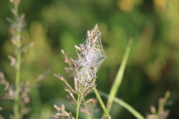  The web in the droplets of dew is beautiful in the sun