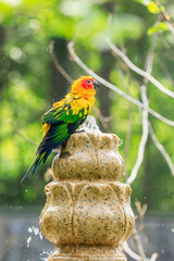 dusky lory bathing in the garden on a hot summer day