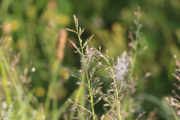  The web in the droplets of dew is beautiful in the sun