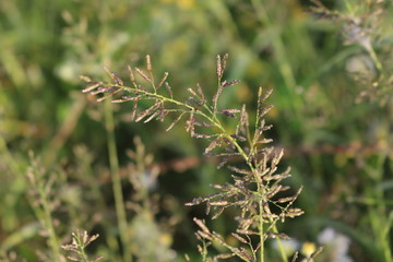 Grass grows in a meadow