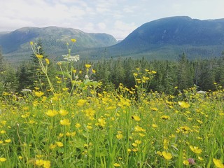 Flowers in the Fjord