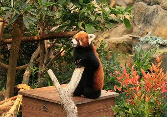 Standing Red Panda