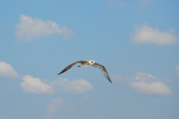seagull