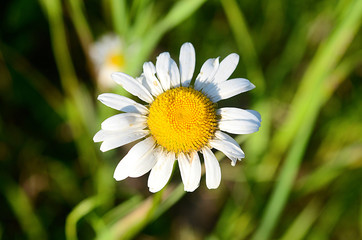 beautiful field flower