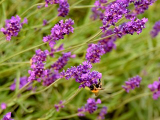 Fototapeta premium Blooming lavender in garden (violet flowers)