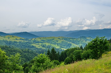 Trees on the slopes of the Ukrainian Carpathians