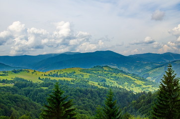 Fototapeta na wymiar Trees on the slopes of the Ukrainian Carpathians