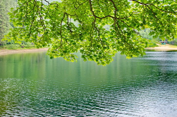 Green branches of maple bent over the water of the lake