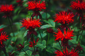 Red monarda on the flowerbed