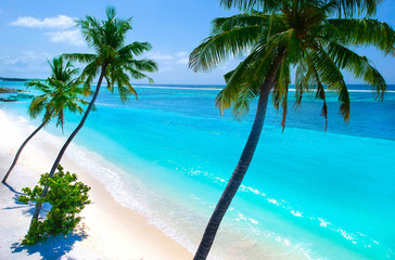Plakat Palm trees on the sandy beach and turquoise ocean from above