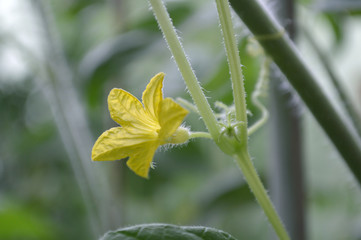 Male cucumber flower, Cucumis sativus, Central of Thailand