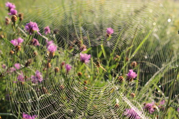Grass grows in a meadow