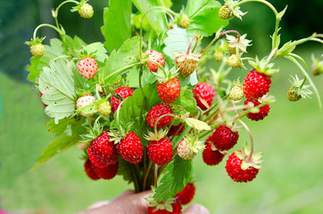 wild berry