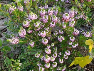 flores silvestres