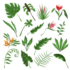 Jungle leaves and flowers vector set