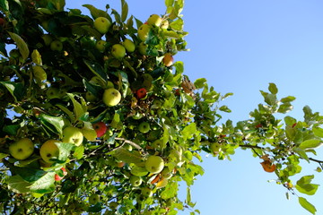 apple tree
