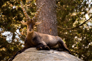 Bouquetin des Pyrénées
